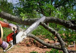 Best Commercial Tree Services  in Menasha, WI