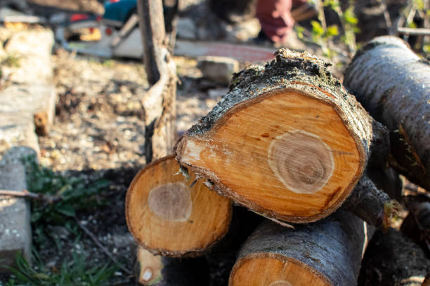 How Our Tree Care Process Works  in  Menasha, WI