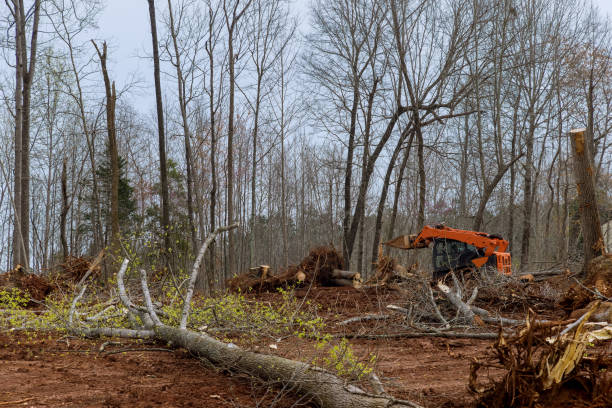Professional Tree Care in Menasha, WI
