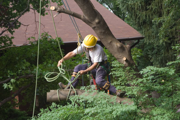 Best Lawn Disease Treatment  in Menasha, WI