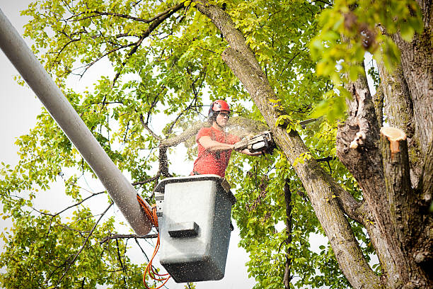  Menasha, WI Tree Care Pros