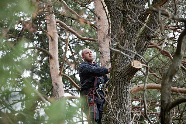 Best Hedge Trimming  in Menasha, WI