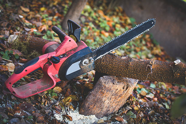 Best Fruit Tree Pruning  in Menasha, WI